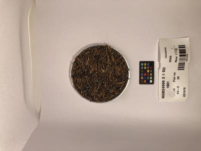 Click for 1 image(s) for this accession. SEED